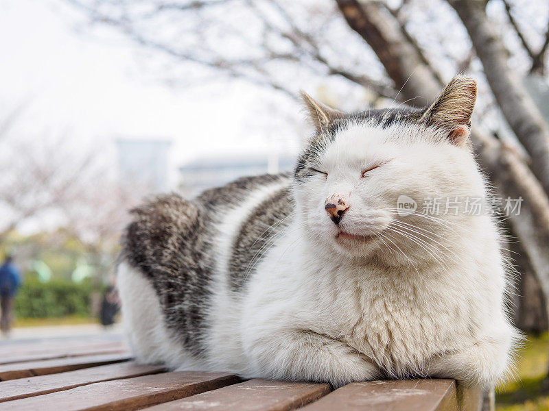 可爱的小猫躺在公园的长椅上，表情舒适，享受阳光，做个好梦。
