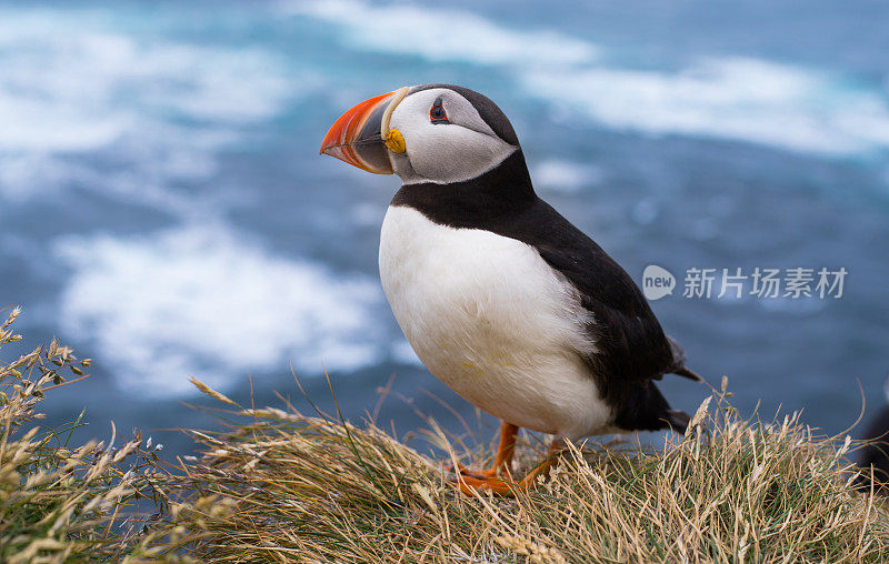 大西洋海雀