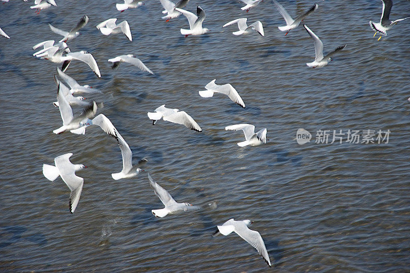 飞翔的海鸥