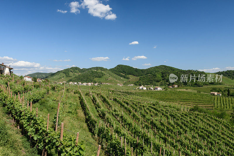 Valdobbiadene(电视)普罗塞克葡萄酒的土地2