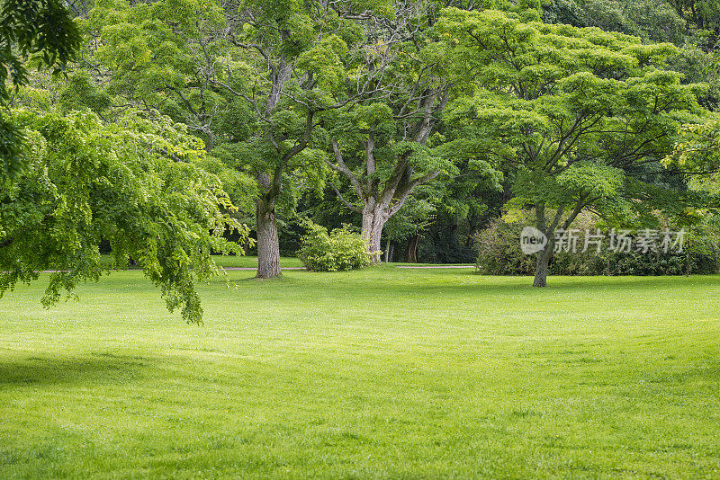 美丽的夏日公园里有大片绿色的草坪