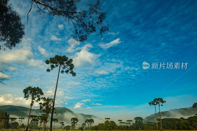 乡村风景——沙枣在大雾弥漫的田野里