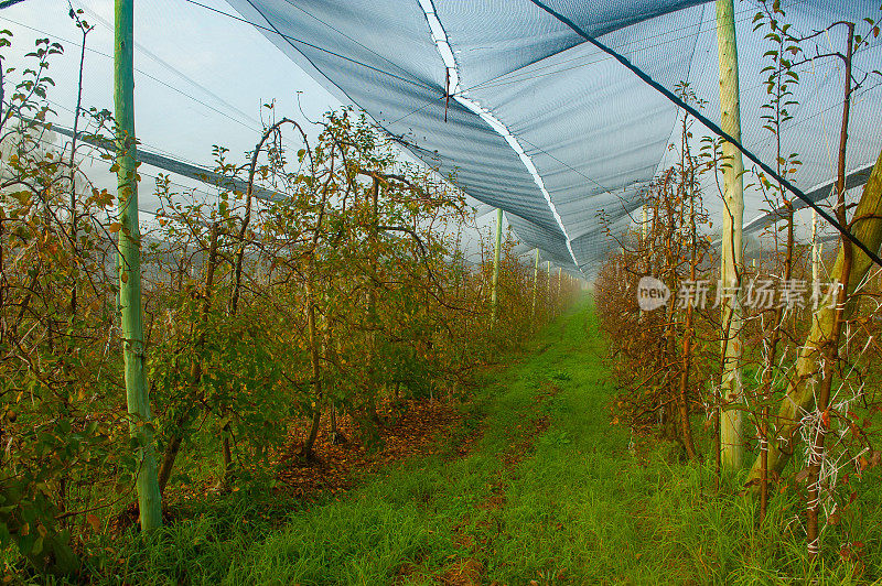 巴西圣卡塔琳娜乌鲁比西种植苹果和李子