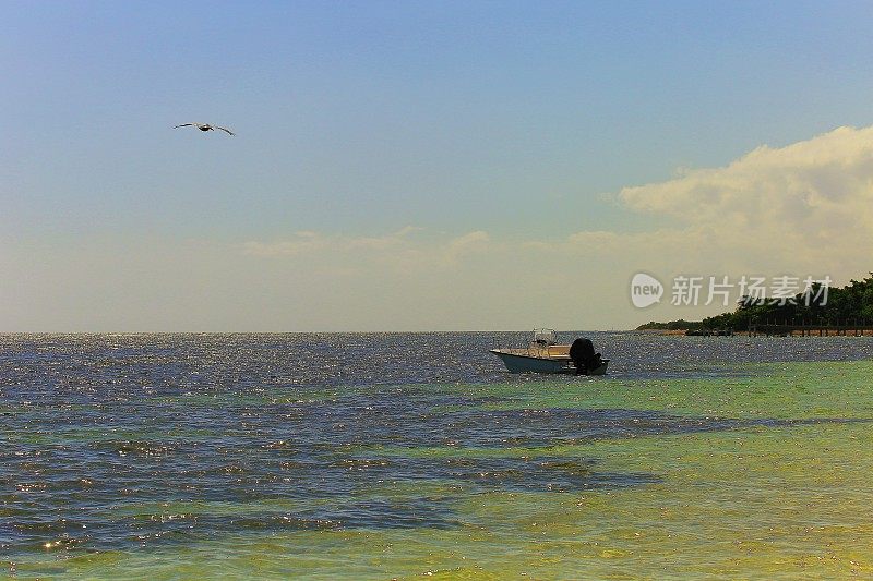 鹈鹕水鸟飞过海滩，蒙特哥湾-牙买加，加勒比海