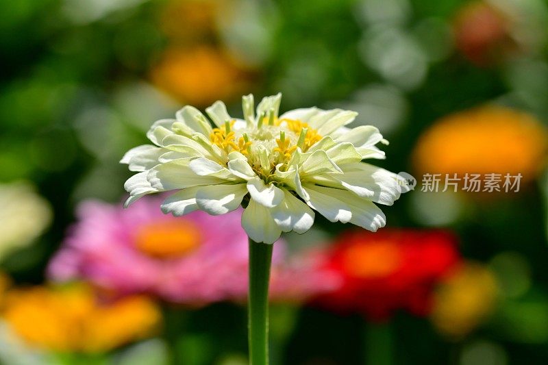 Zinnia花