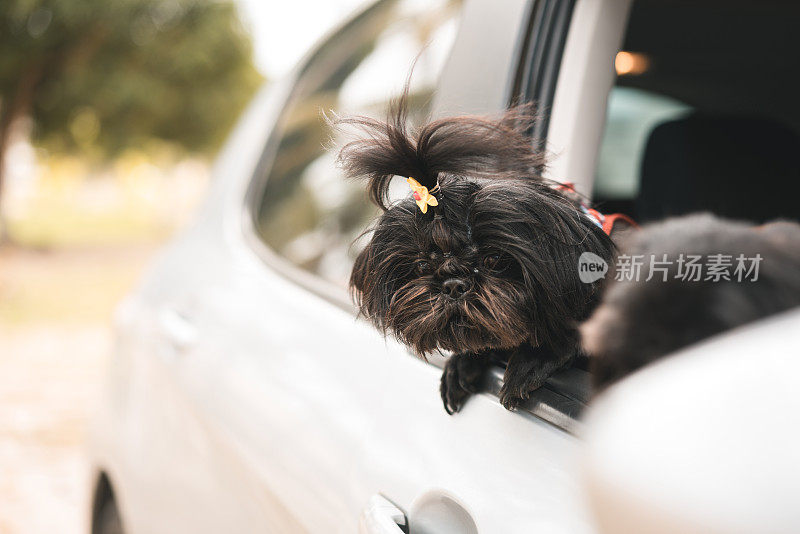 可爱的狗坐在车里，头朝窗外