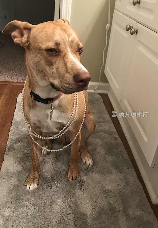 迪克西狗戴着她的珍珠