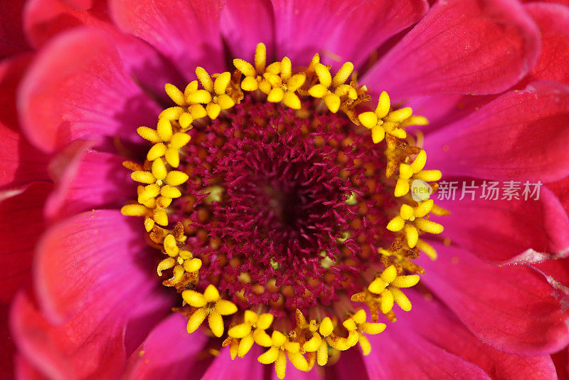 Zinnia线虫花