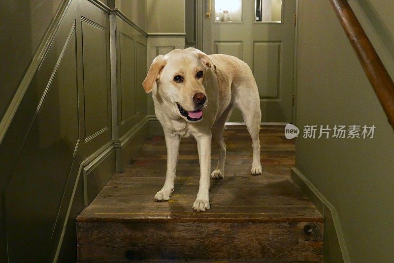 拉布拉多寻回犬