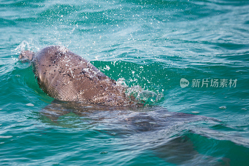 加勒比地区的海豚