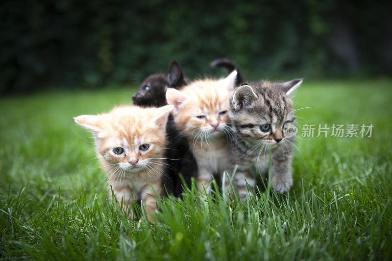 四只好奇的小猫在草地上玩耍