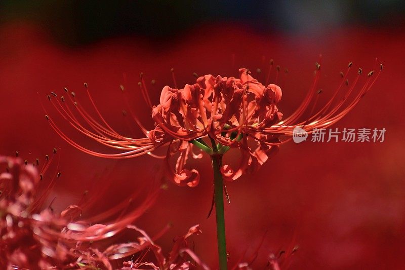 蜘蛛百合花，日高市，日本