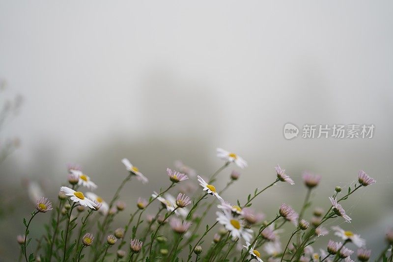 秋日晨雾杂交花。