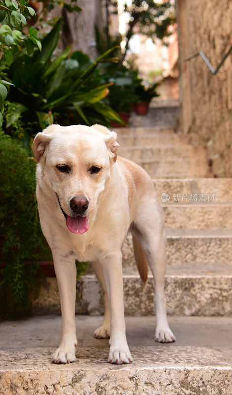 克罗地亚的拉布拉多寻回犬