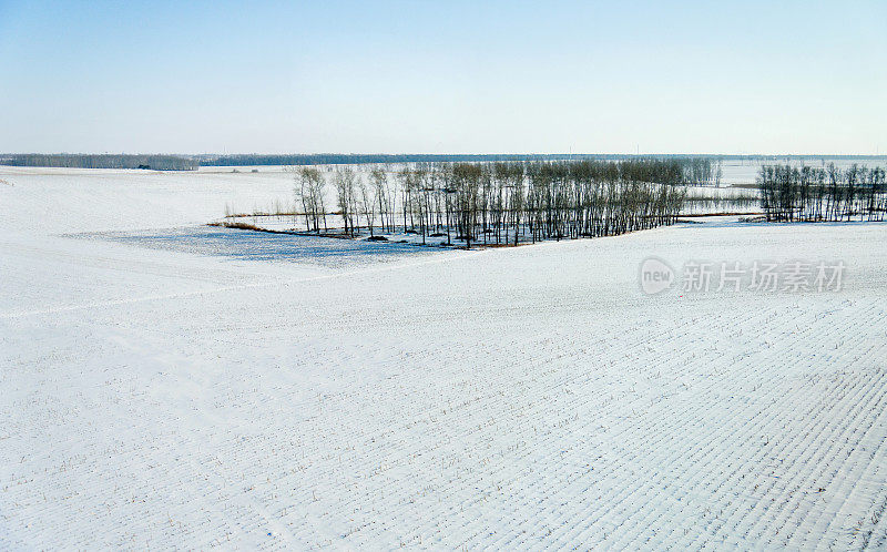 雪地里的树