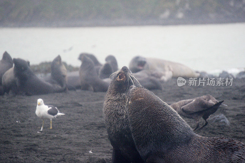 南乔治亚州索尔兹伯里平原上的海豹