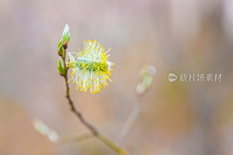 柳树花