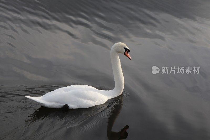 孤独的天鹅在湖上游泳