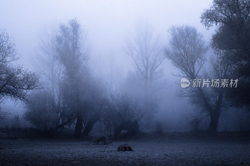 令人毛骨悚然的冬景