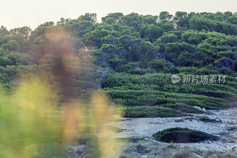 沙丘的神奇时光。森林覆盖的小山