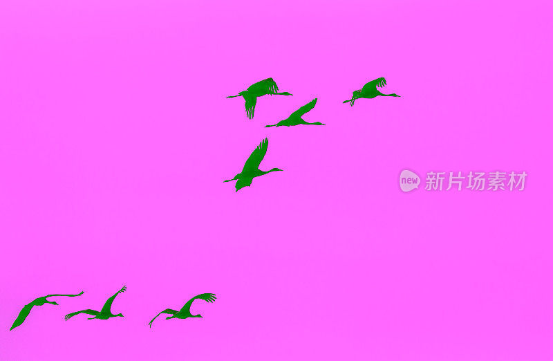 飞翔的鹤的剪影。