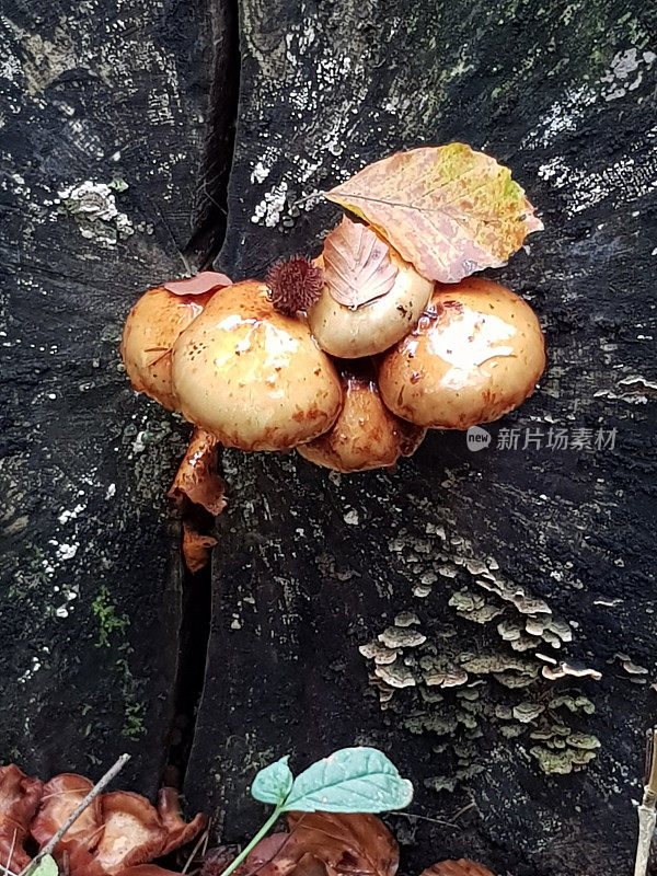 蘑菇，长在死树上的蘑菇
