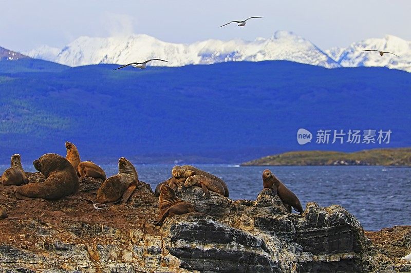 比格尔海峡-乌斯怀亚-火地岛的海狮、海豹和鸟类