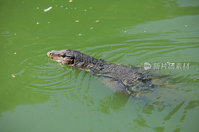 游泳水监测