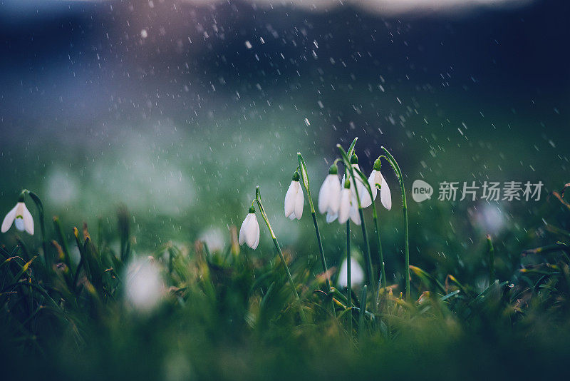 小雨打在雪花莲