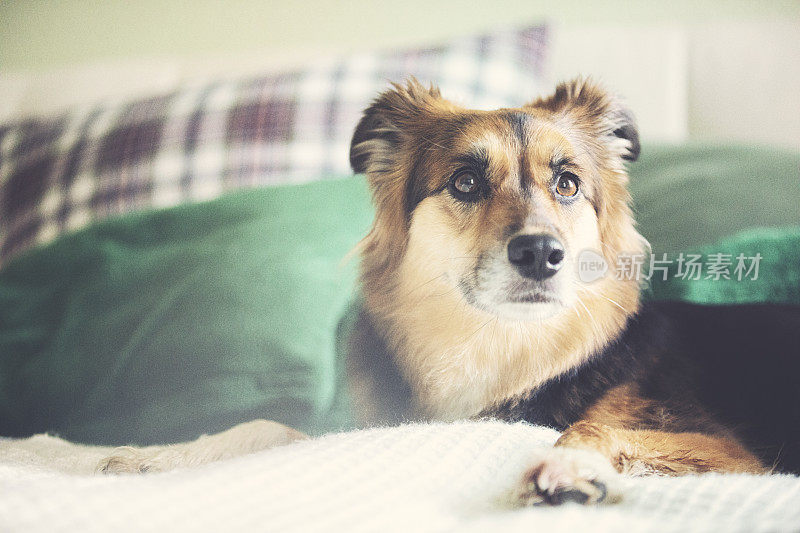 甜美蓬松的边境牧羊犬舒适地躺在床上