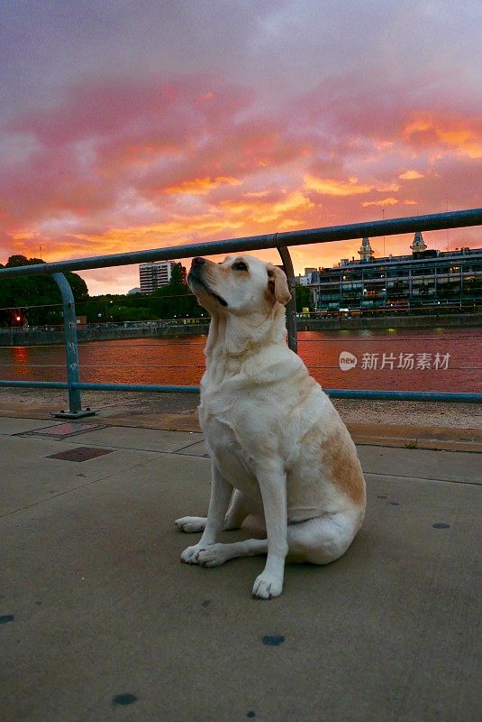 拉布拉多寻回犬