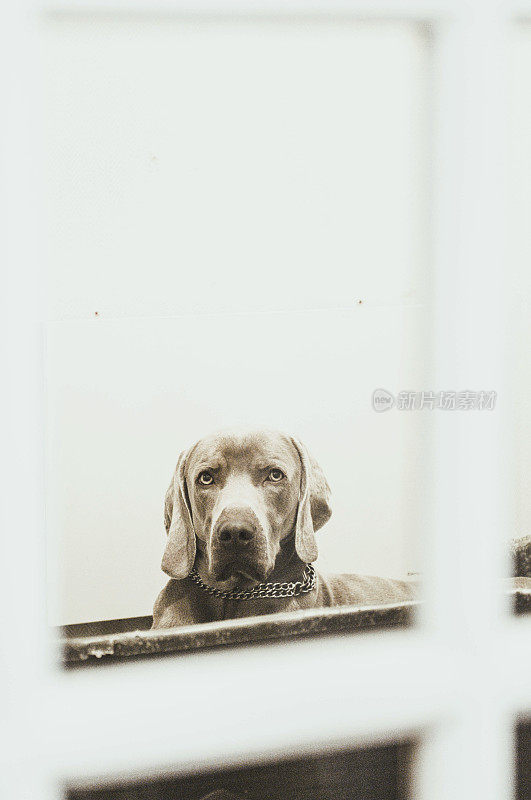 透过窗户的魏玛拉狗的肖像