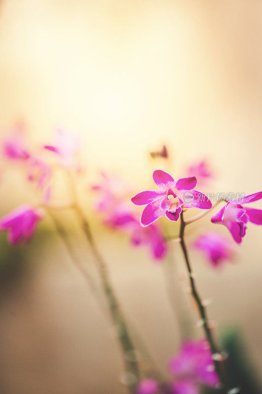 紫石斛浆果Oda兰花