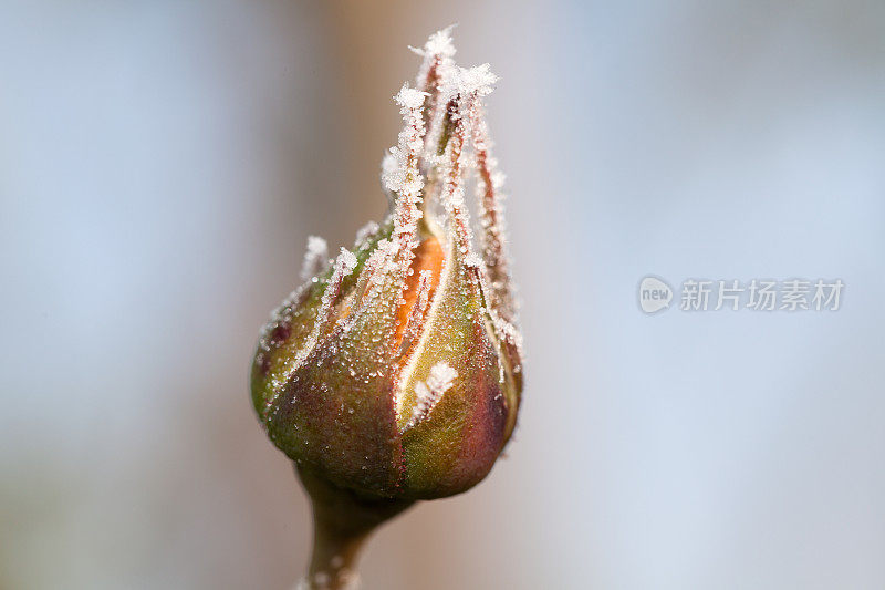 冬霜红玫瑰花蕾上有冰晶