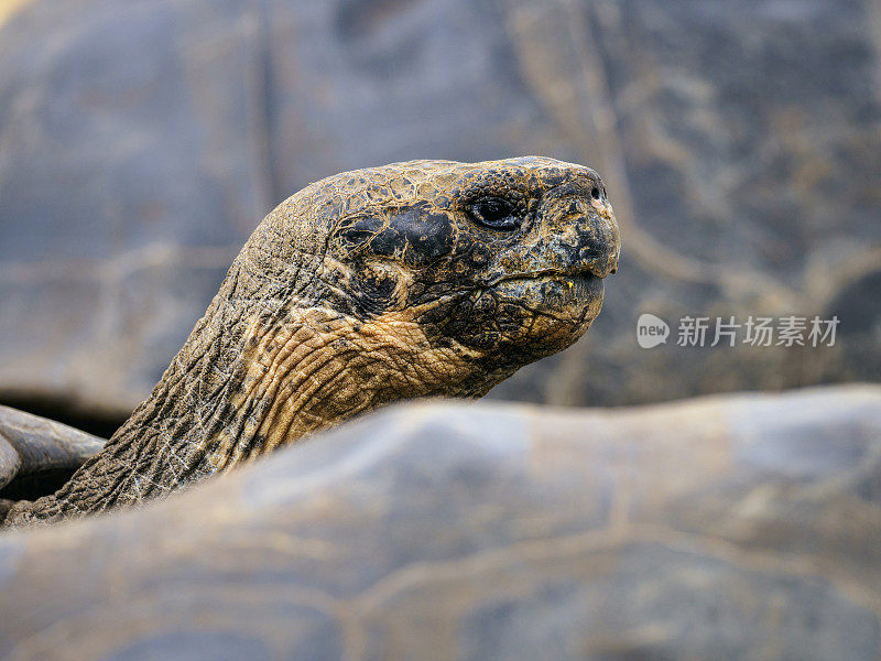 加拉帕戈斯群岛巨大的乌龟