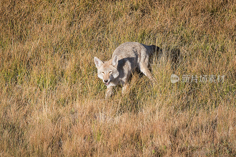 黄石公园里的郊狼在小溪中打猎和饮水