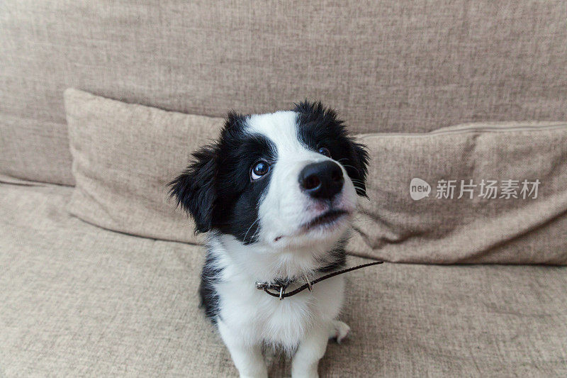 有趣的肖像可爱的微笑小狗边境牧羊犬在家沙发上等待奖励