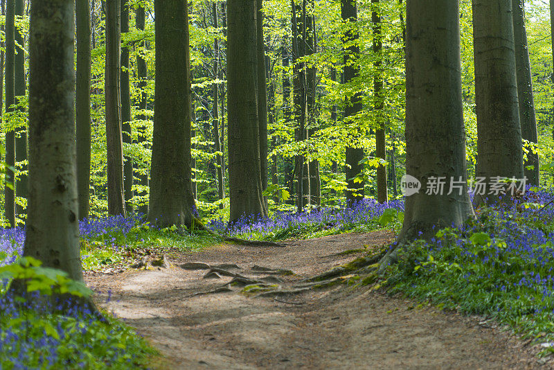 在春天的早晨，在山毛榉树林里，穿过蓝铃花的小路流淌着