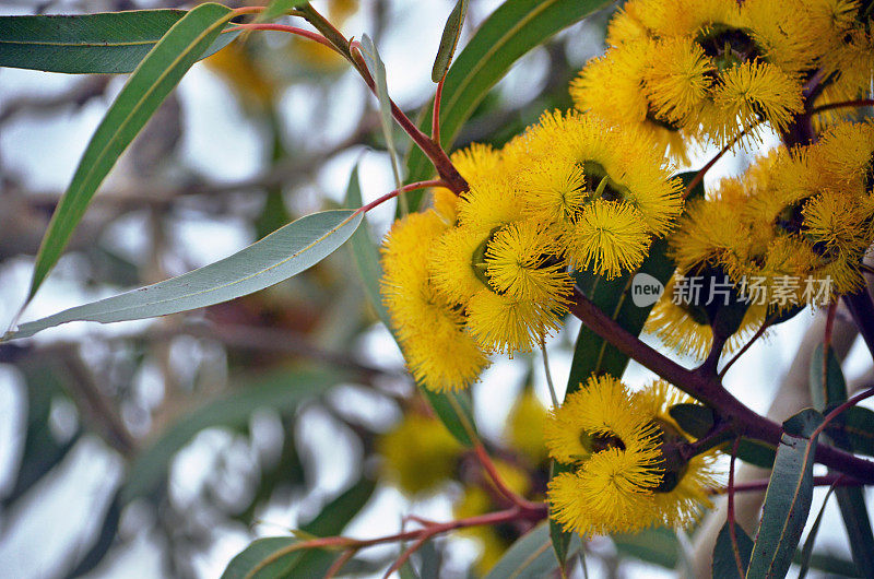 桃金娘科桉树红桉树开的鲜艳的黄色花。也被称为伊利里亚，红帽口香糖或头盔坚果口香糖。
