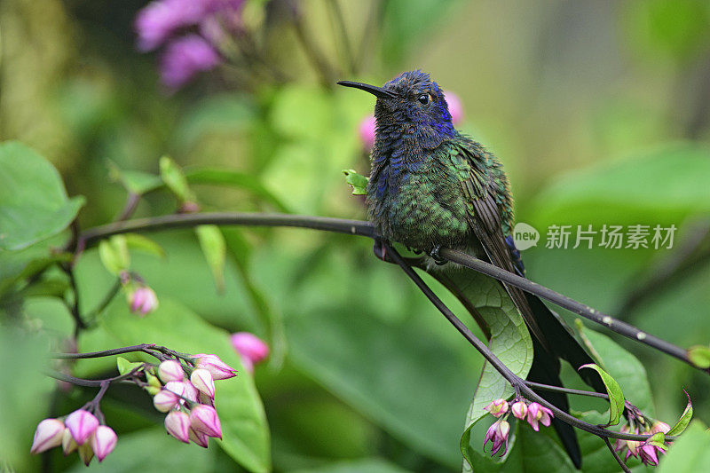 蜂鸟（欧佩托梅纳宏乌拉）