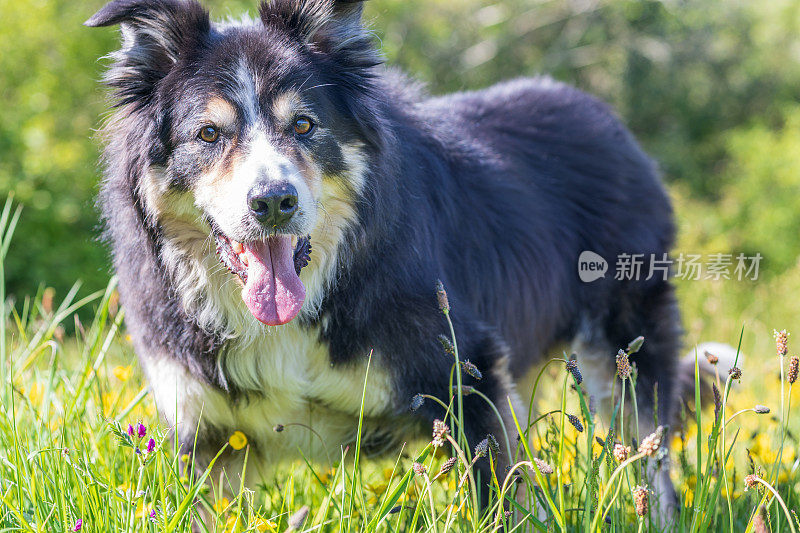 友好的边境牧羊犬