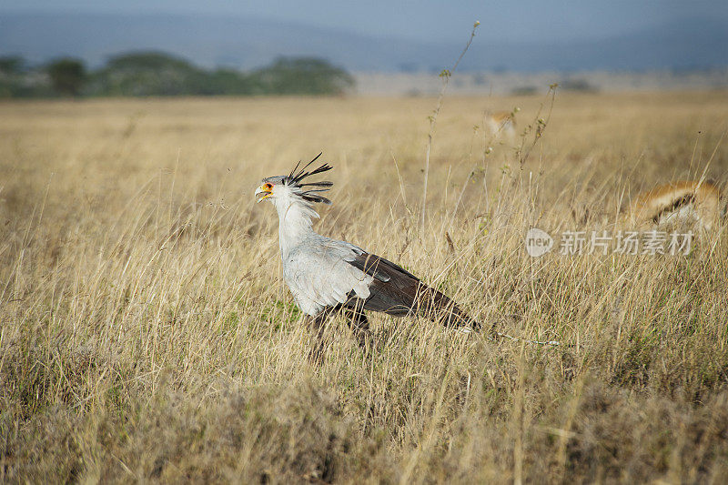 博茨瓦纳丘比国家公园萨乌提的秘书鸟