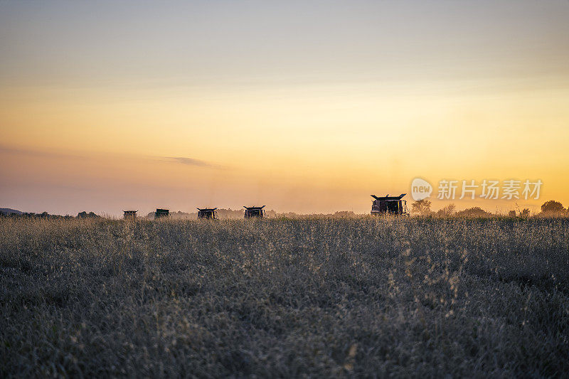 一组联合收割机在日落后收割农地。夏季。耕地中的农业设备。夜间。工作到很晚。