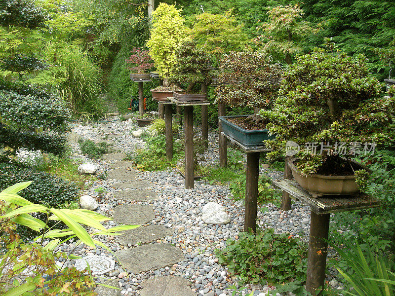 日本元素花园中的踏脚石路径图像，花岗岩灯笼，竹子，鹅卵石，盆景和日本枫树(槭树)