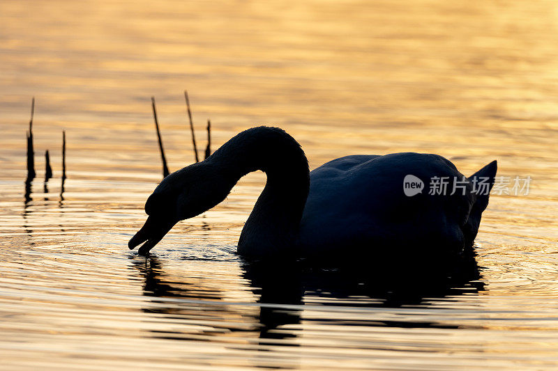 在湖里游泳的沉默的天鹅