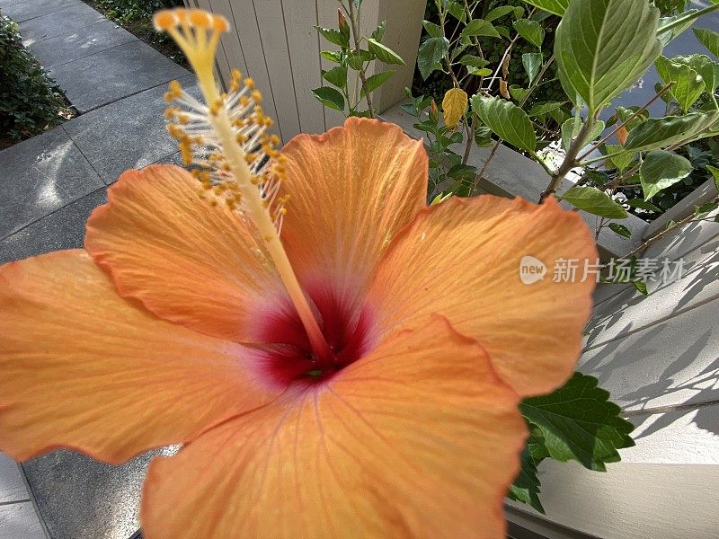 家门廊上的橘黄色芙蓉花