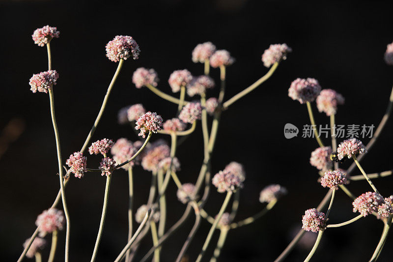 野花盛开的花头茎