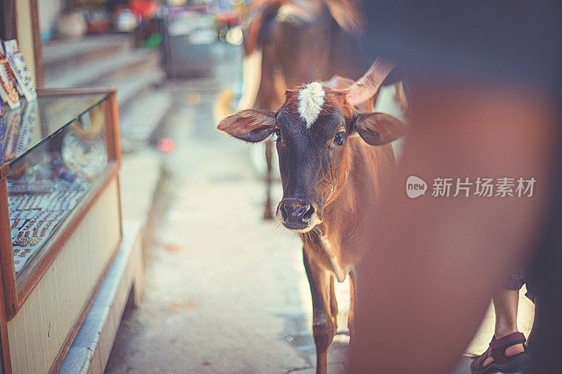 在印度的瑞诗凯诗，一头漂亮的圣牛站在市场中央，可以触摸到