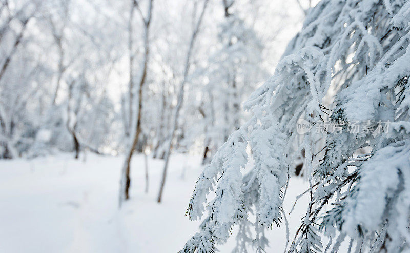 树枝上覆盖着雪