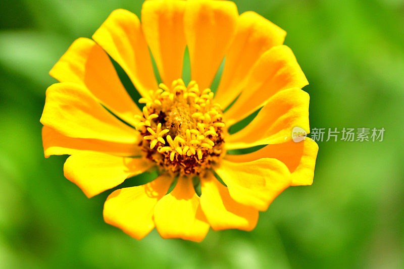 Zinnia花